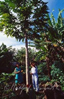 f4l010347