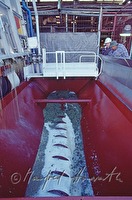 f4l060231
