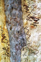 f4l080118
