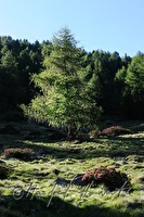 xa0004662