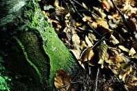 xa0006439