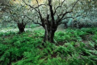 xa0007954