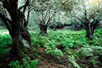 xa0007956