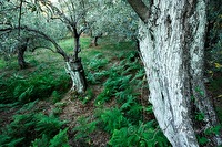 xa0007971