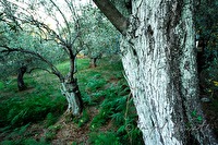 xa0007972