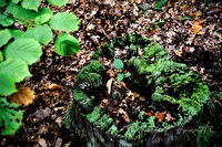 xa0011550