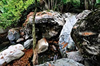 xa0037806