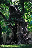 xa0042122