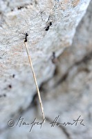 xa0047434