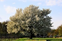 xb0017594