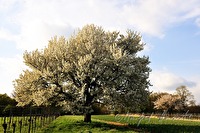 xb0017603